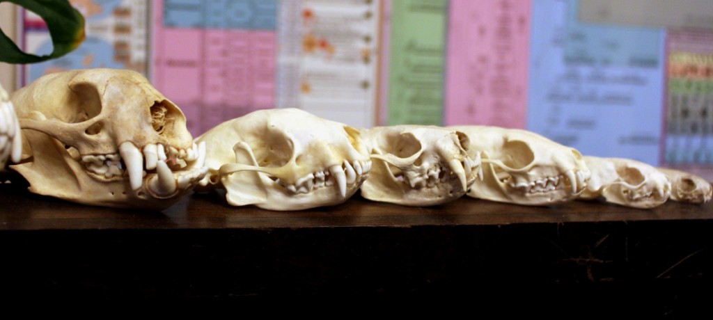 mustelid_skull_lineup_by_lupagreenwolf-d9e53ek